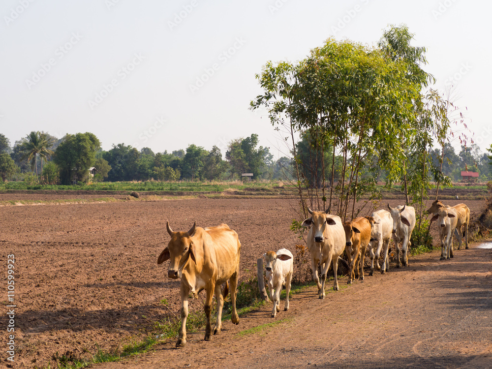 Obraz premium Crowd cow walking in a row on the country road