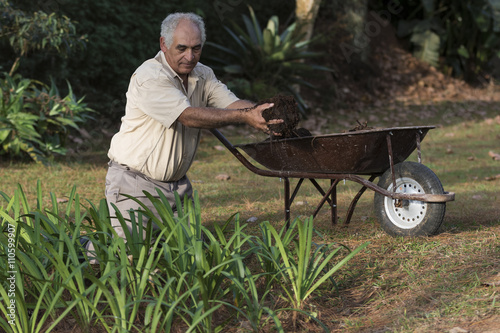 Older man working in the garden with a wheelbarrow in his free time. 