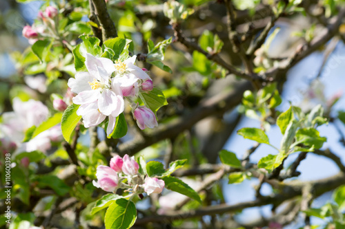 Apfelbaum mit weißen und rosa Blüten