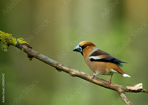 Hawfinch (Coccothraustes coccothraustes) on a dry branch