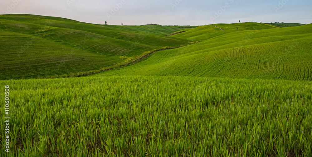 Fototapeta premium Tuscan countryside