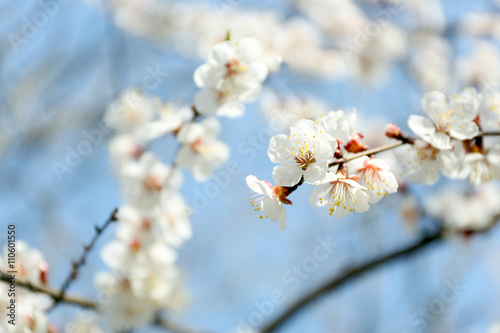 Blooming tree branch, close up