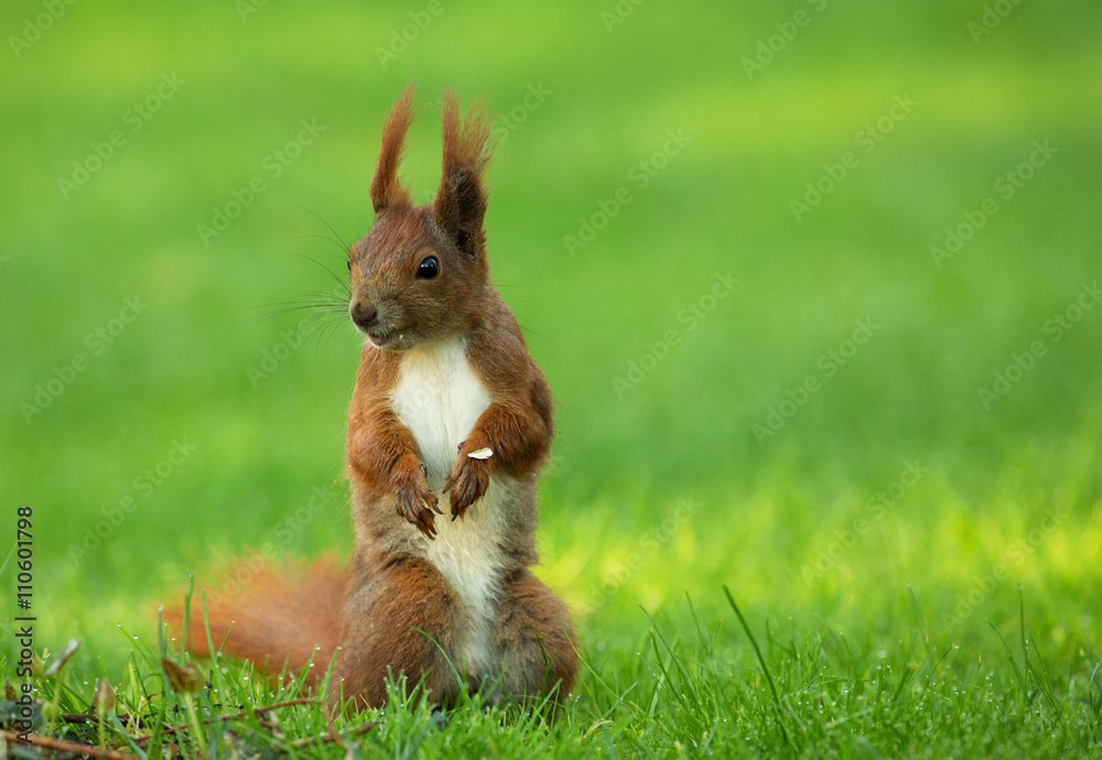 Squirrel (Sciurus vulgaris) stands upright Squirrel (Sciurus vulgaris) stands upright