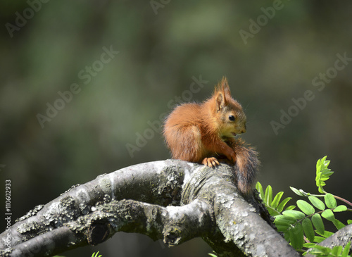 Squirrel baby sitting on tree and looking her own tail  © citikka