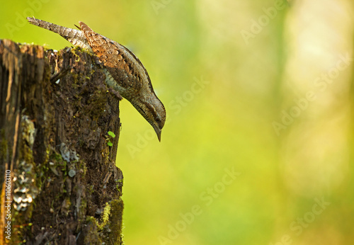 Wryneck  (Jynx torquilla) looking down photo