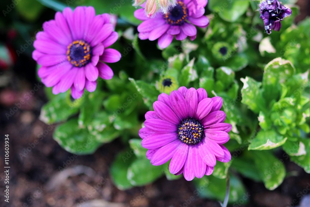 Obraz premium Blumen