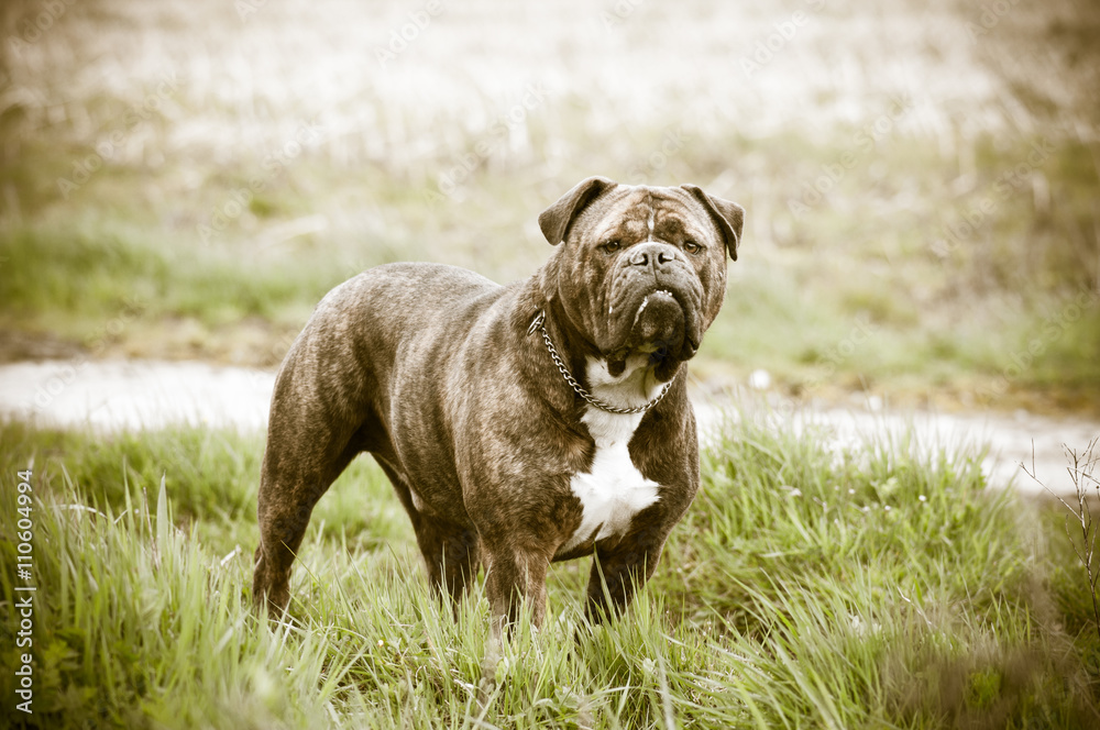 Renaissance Bouledogue" Images – Browse 10 Stock Photos, Vectors, and Video  | Adobe Stock