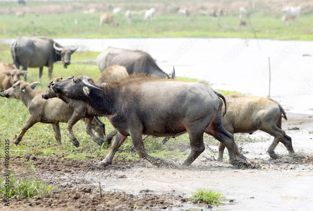water buffalo or domestic Asian water buffalo (Bubalus bubalis), water buffalo or domestic Asian water buffalo (Bubalus bubalis),