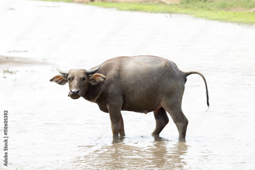 water buffalo or domestic Asian water buffalo (Bubalus bubalis),