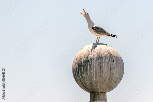 Seagull in front of a blue sky photo