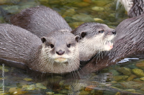 North American RIVER OTTER Lontra canadensis photo