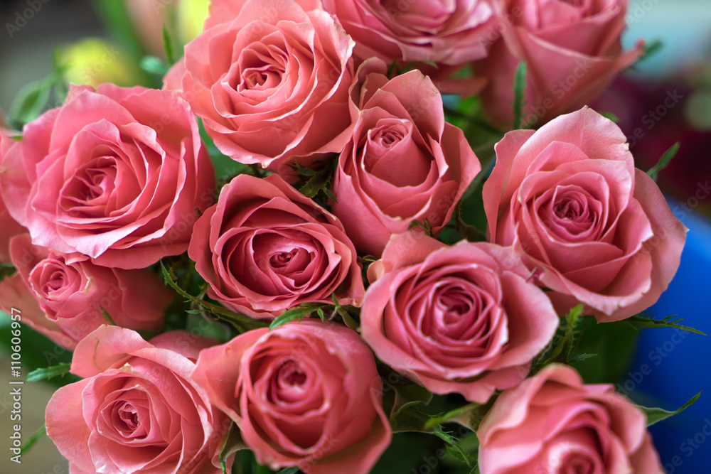 pink Roses / pink roses over a bright background pink Roses / pink roses over a bright background