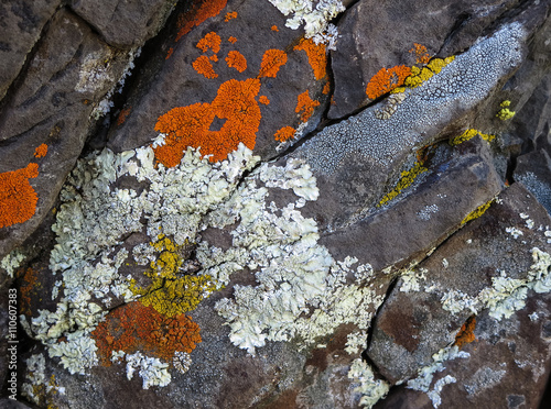 Fotografie Colorful crustose lichens on a rock