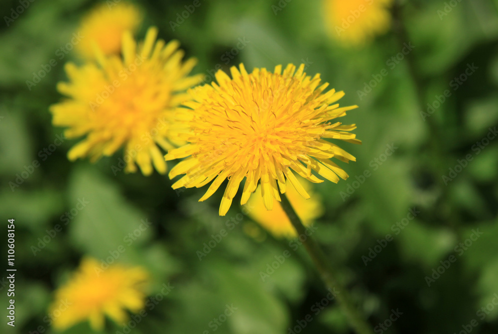 Yellow dandelions on the green field in spring Yellow dandelions on the green field in spring