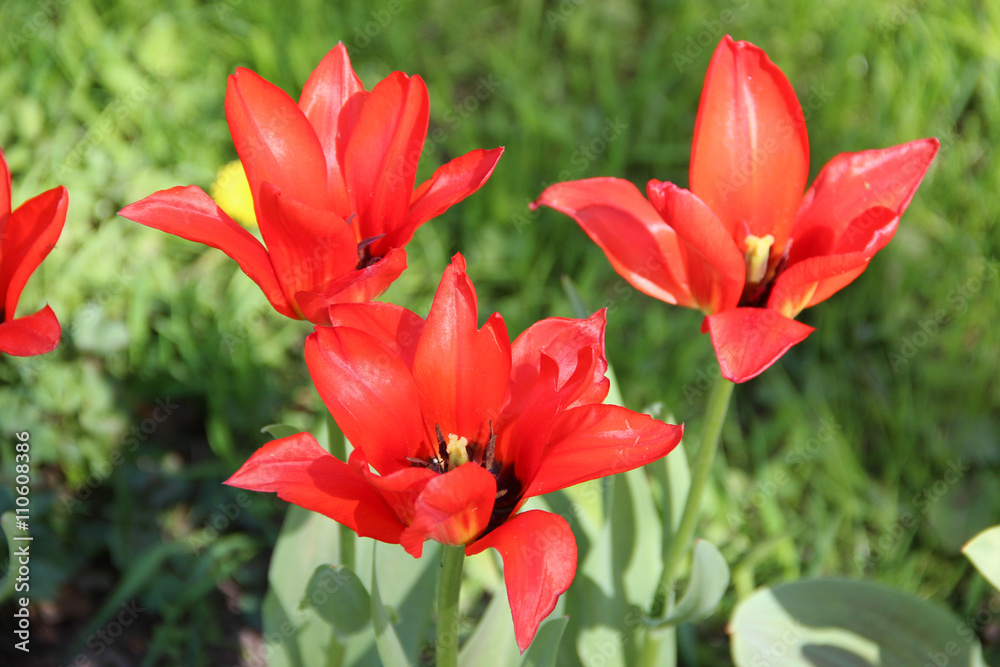 Open flowering red tulips closeup, beautiful springtime