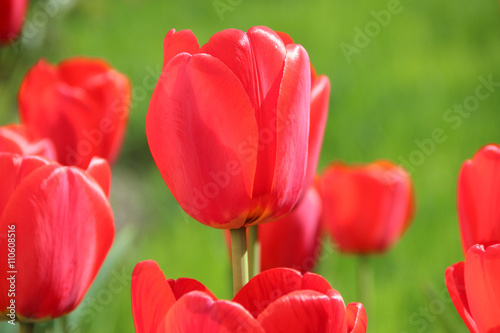 Red Tulips under a sunny sky on green grass background