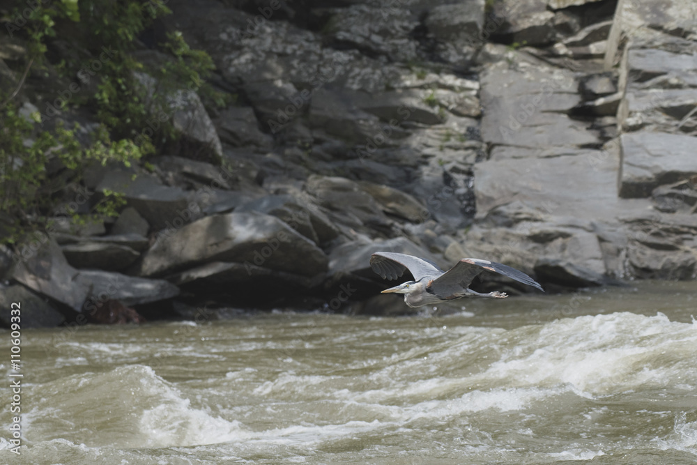 Fototapeta premium Great Blue Heron in Flight 