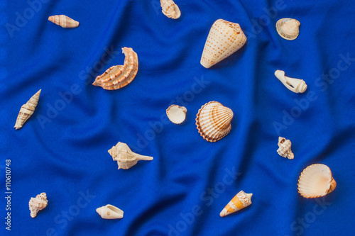 Seashells on a blue background