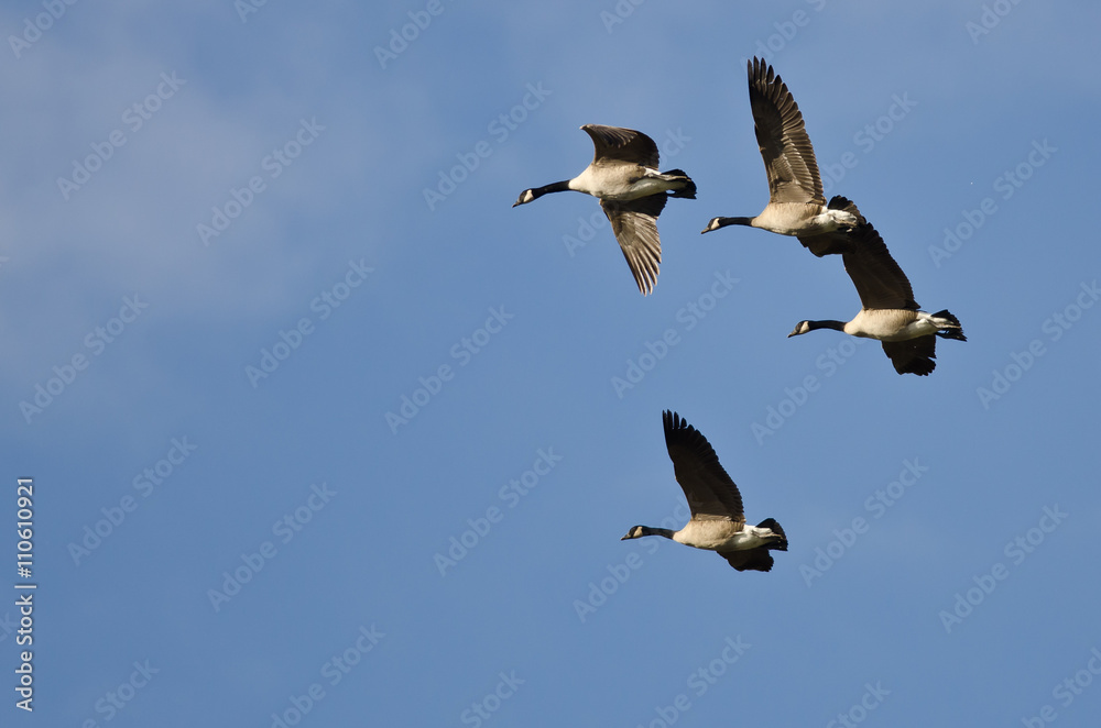 Obraz premium Four Canada Geese Flying in a Blue Sky
