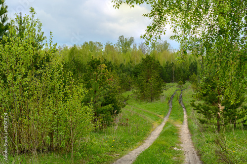 The road in the woods