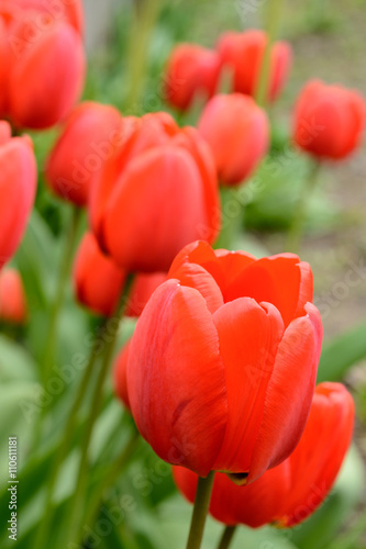 Red tulips growing in the alley