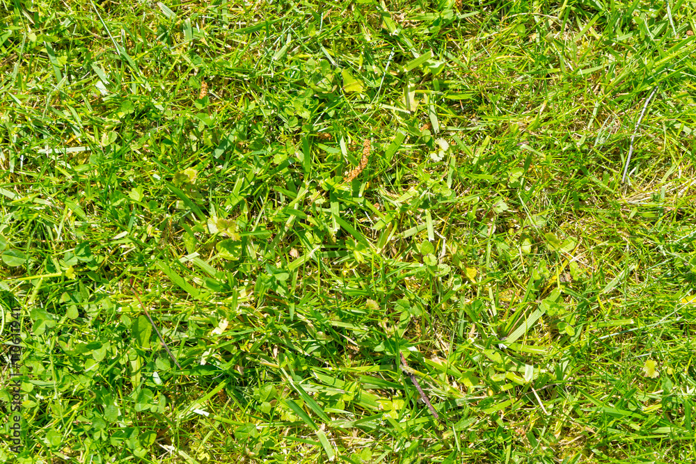 Freshly cutted green grass. Freshly cutted green grass.