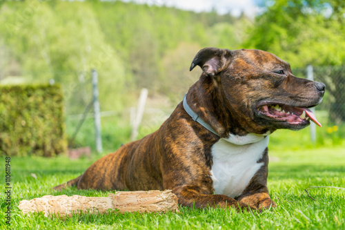 Dog, Staffordshire bull terrier, lying on freshly cutted grass with smile on his muzzle lolling tongue ( tongue out of mouth ) next to his chewed wooden stick with railing and nature on background. © kramar89