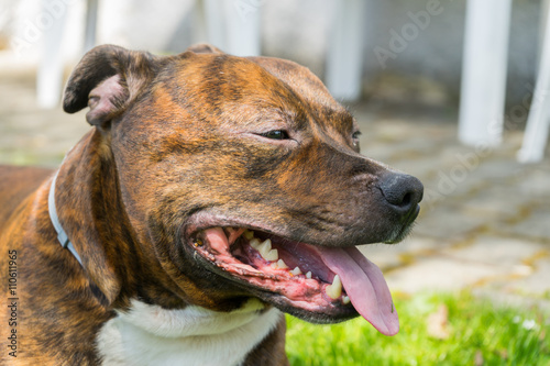 Detail of dogs head ( Staffordshire bull terrier) with visible fangs and lolling tongue. Staffordshire bull terrier enjyoing sun shine.