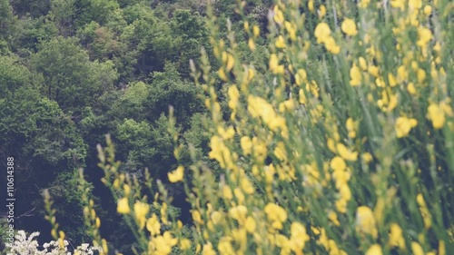 Fiori gialli in primavera