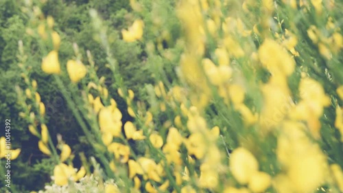 Fiori gialli in primavera