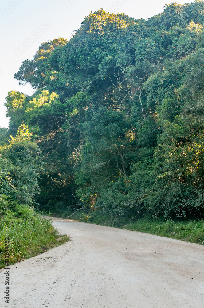 Road through Knysna Forest