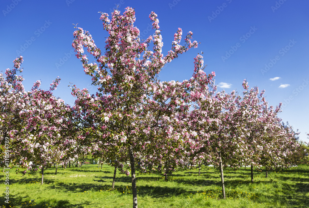 A garden with blooming pink apple trees A garden with blooming pink apple trees