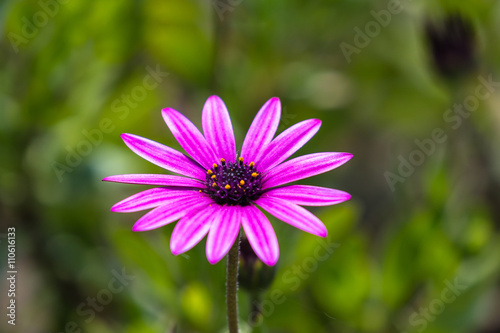 Close up view of magenta Osteospermum