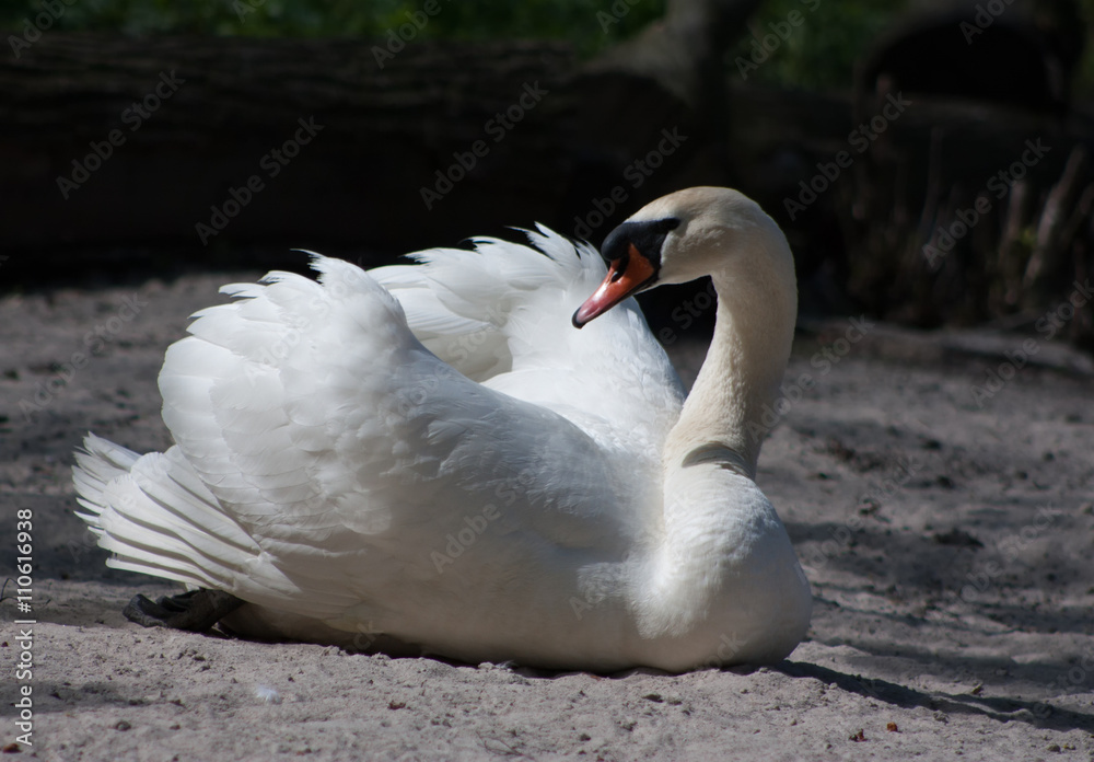 Fototapeta premium Graceful white swan.