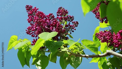 Floral garden. Close-up shot of a branch of a blossoming lilac. photo