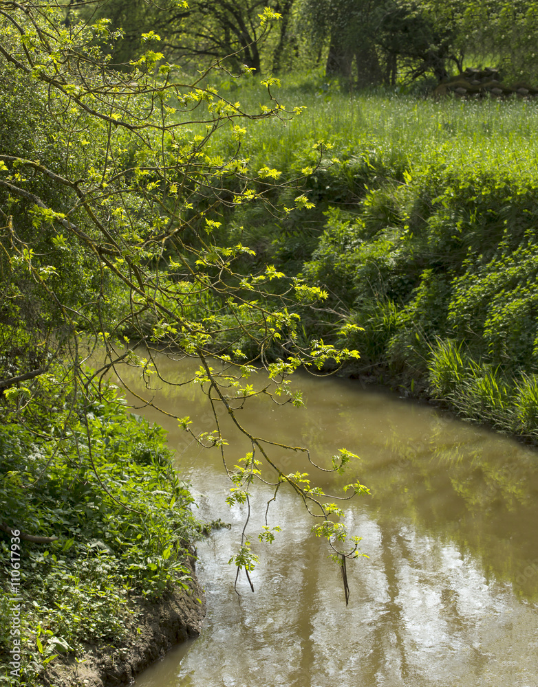 Curve in the River. A small river, calm in the late spring, passes between high banks covered in fertile green. A tree hangs down over the river catching the sunlight through its leaves.