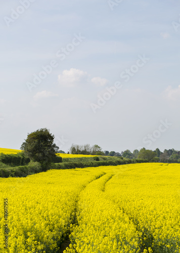 Fototapeta Naklejka Na Ścianę i Meble -  Tractor Tracks. The tracks made by a tractor are outlined in a field of canola leaving dark lines through the delightful yellow crop.