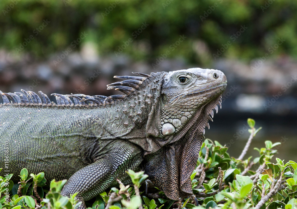 Fototapeta premium Iguana