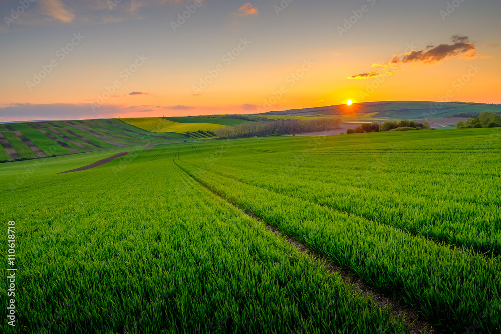 Green field at beautiful sunset at Soth Moravia