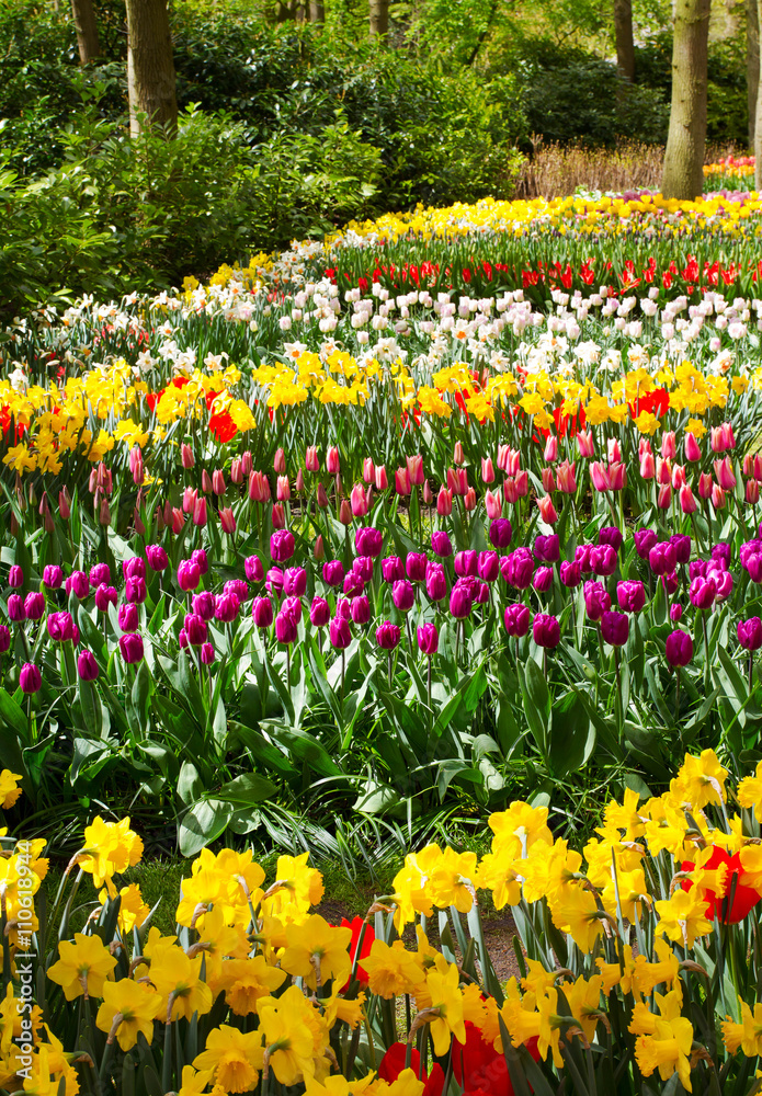 Colorful tulips, narcissus, hyacinths, lily, hydrangeas, muscari flowers in spring park Colorful tulips, narcissus, hyacinths, lily, hydrangeas, muscari flowers in spring park