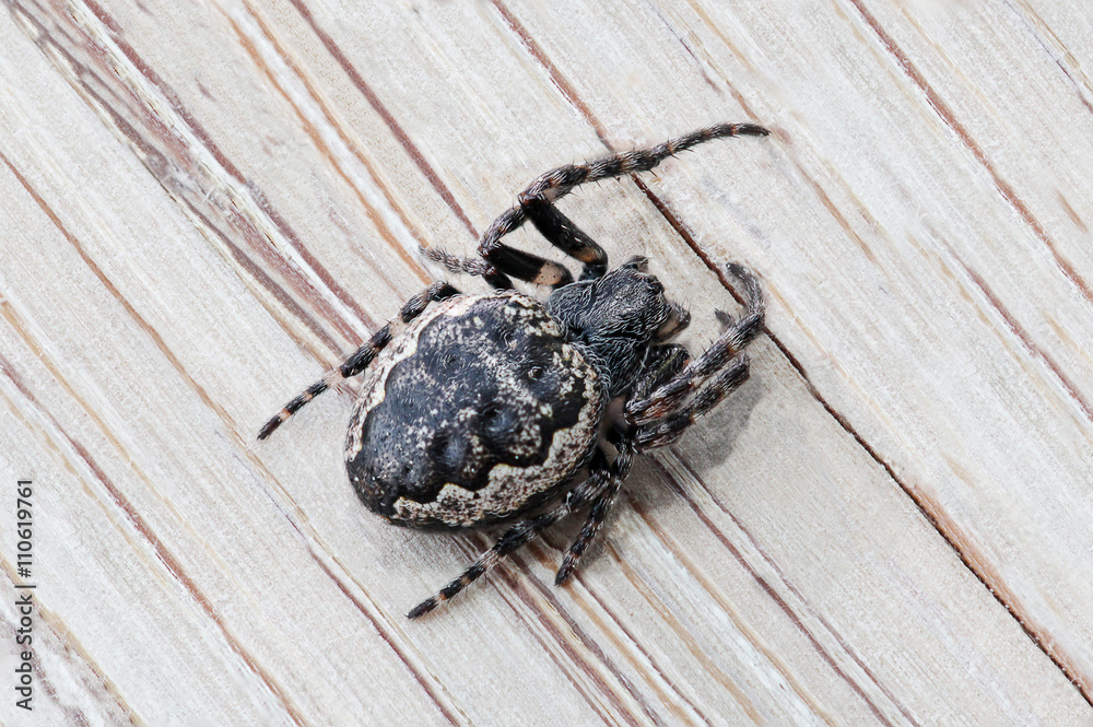 Obraz premium Spaltenkreuzspinne - Nuctenea umbratica