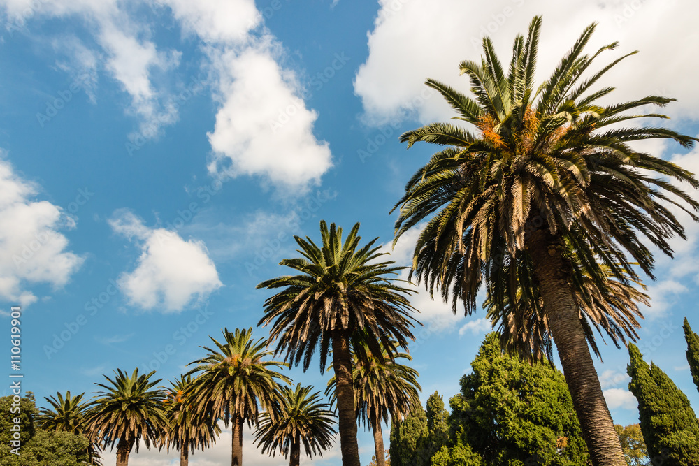 Fototapeta premium date palm and cypress trees against blue sky