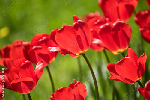 Red tulips Pallada