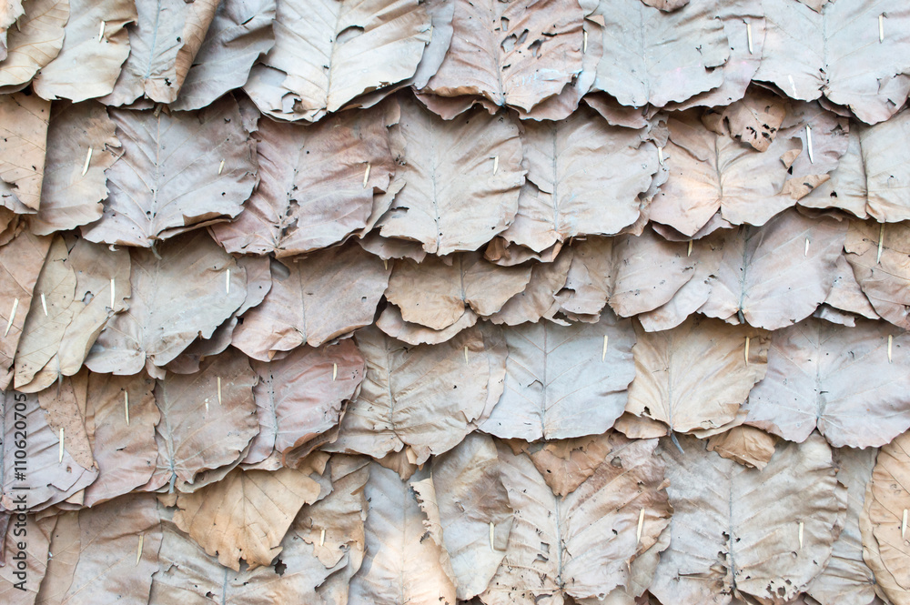 Dry leaf, background
