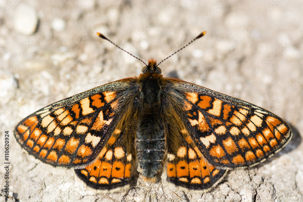 Fototapeta premium Marsh fritillary butterfly (Euphydryas aurinia) from above. Colourful upperside of scarce butterfly in the family Nymphalidae, at rest on bare ground on a calcareous grassland meadow
