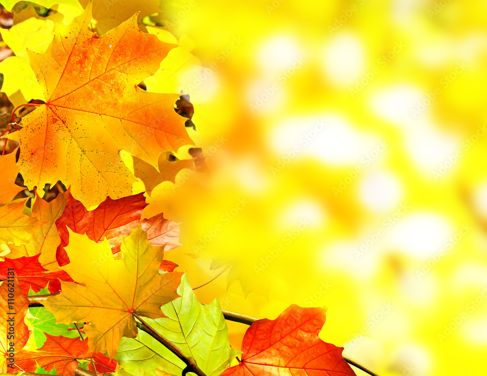Autumn foliage. Golden Autumn. Autumn foliage. Golden Autumn.
