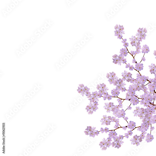 Wallpaper Mural White apple flowers branch isolated on white background Torontodigital.ca