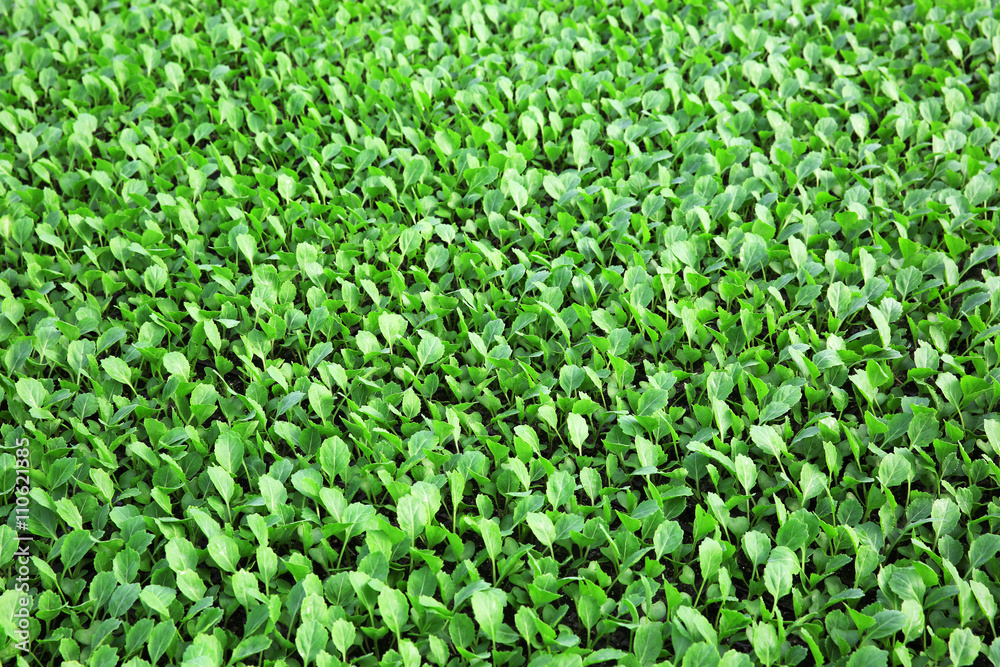 Young cabbage seedlings growing Young cabbage seedlings growing