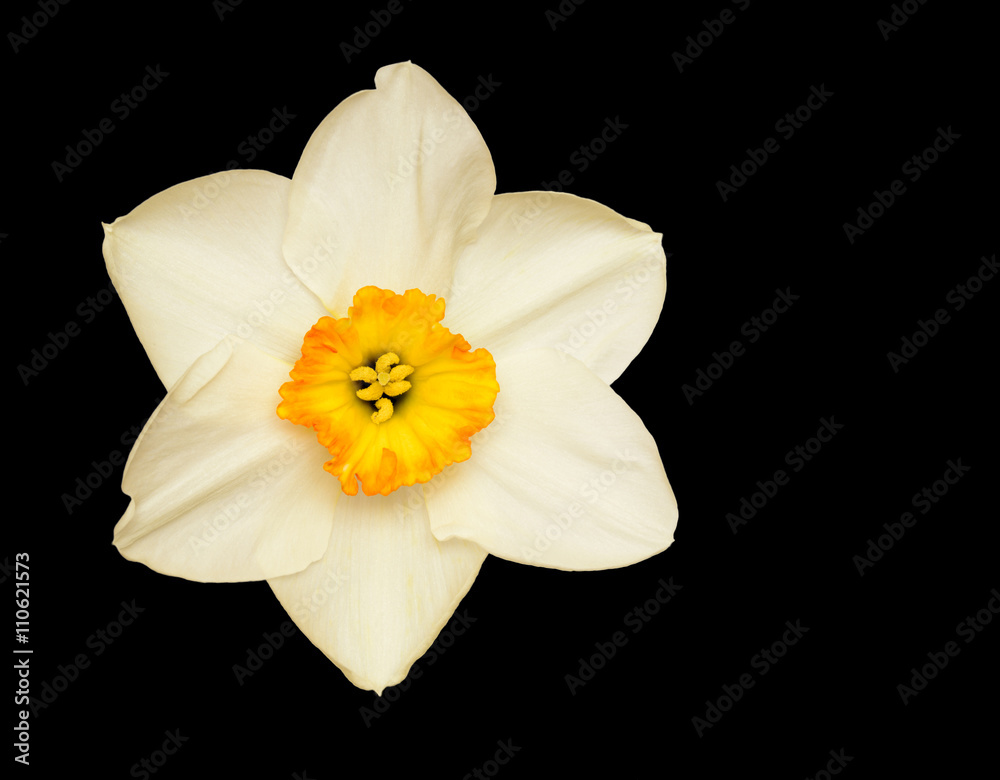 Fototapeta premium Single White Daffodil Narcissus Closeup Isolated