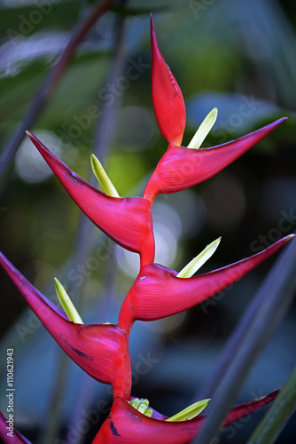 Hanging lobster claw flower on forest photo